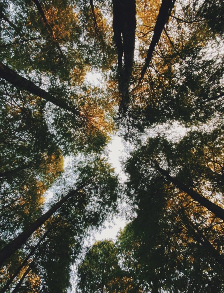 Servicios forestales ecometropoli